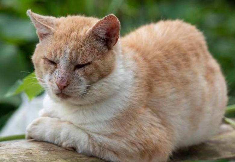 Ayuda a tu gato a mantener un peso saludable siguiendo estos pasos