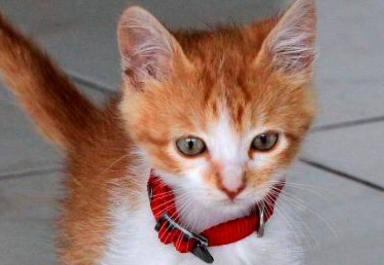 ¿Te imaginas viajar por todo el mundo cuidando mascotas?