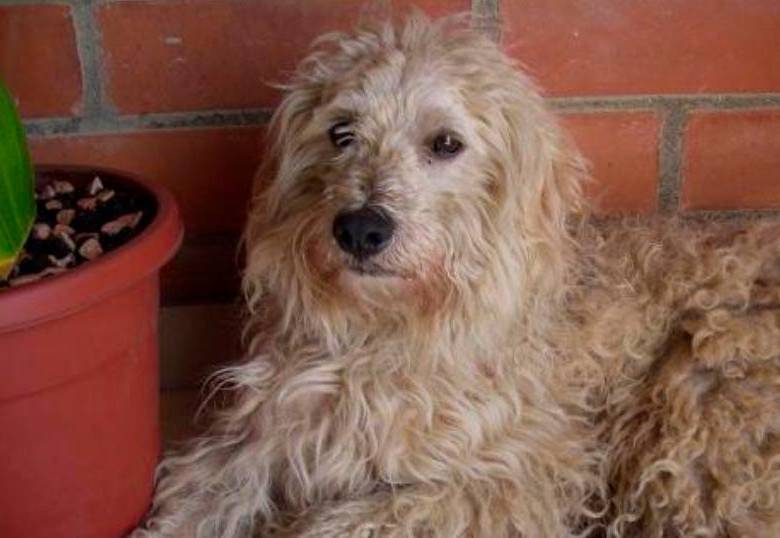 Comportamientos apáticos de los perros: ¿por qué ya no quiere estar conmigo?