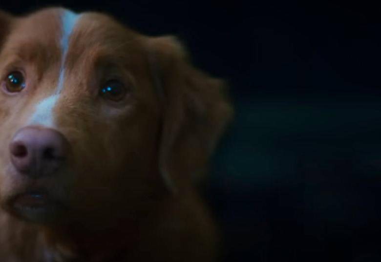 Good Boy, la película de terror protagonizada por un perro
