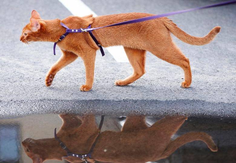 Pasear gatos con correa: ¿aventura o estrés? 