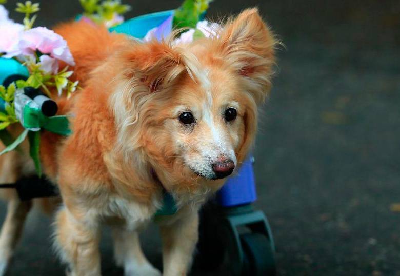 Así estuvo la Caminata Canina y de Mascotas: ¡Guau!
