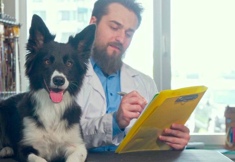 Esterilización canina: guía esencial para el bienestar de tu perro