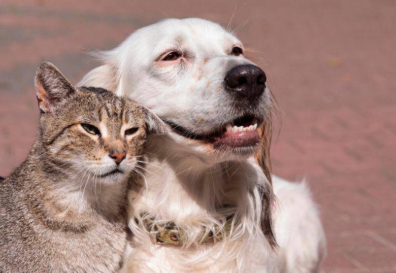 ¿Los perros y gatos se vuelven más sabios con la edad? 