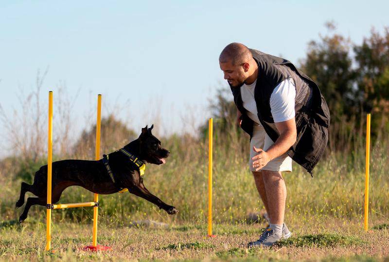 Los cinco deportes para perros más populares