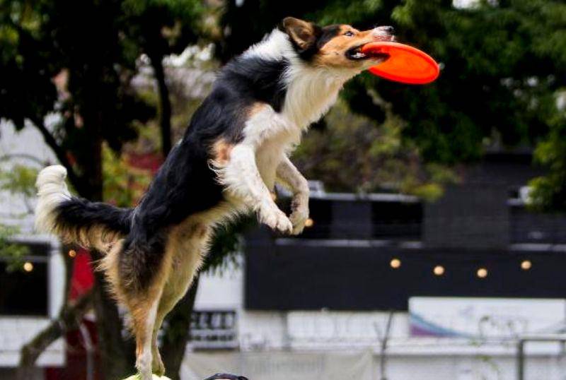 Perrolímpicos de Bélgica, los juegos olímpicos para perros