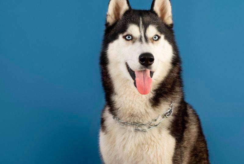 Conoce los dramáticos perros husky siberianos 