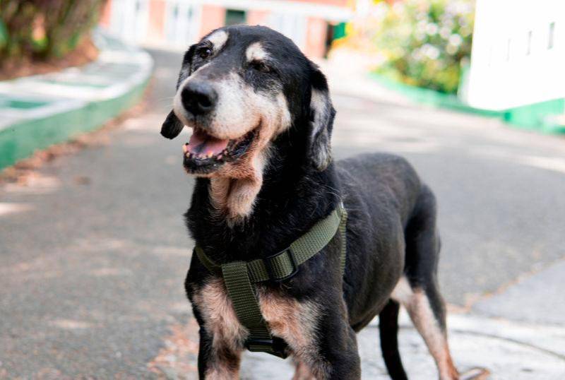 Cómo reconocer y tratar la ansiedad en los perros