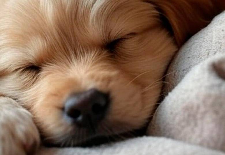 Qué hacer con un perro cachorro la primera noche