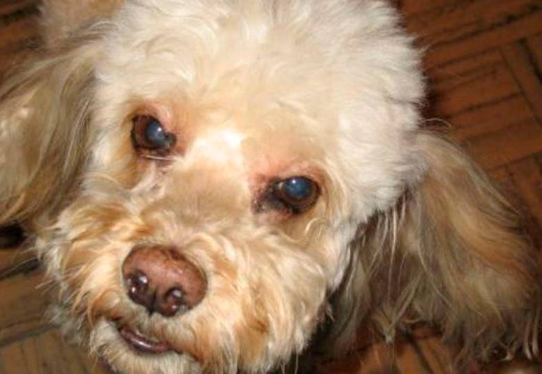 Celebremos juntos el Día Internacional de los Derechos de los Animales