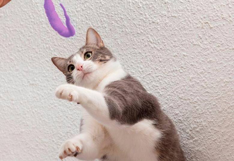 ¿Cómo entrenar la agilidad en gatos? Claves para el bienestar para tu felino
