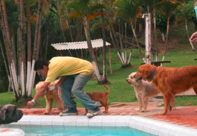 Estrés posvacacional en perros y gatos: ¿Cómo atenderlo?