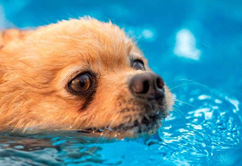 Hidroterapia para perros: el aliado para tu mascota
