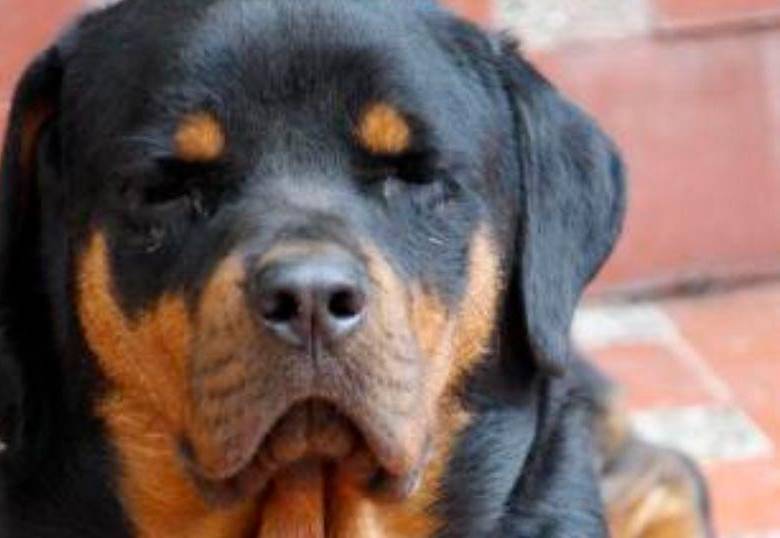 ¿Por qué los perros de raza son más propensos a sufrir enfermedades?