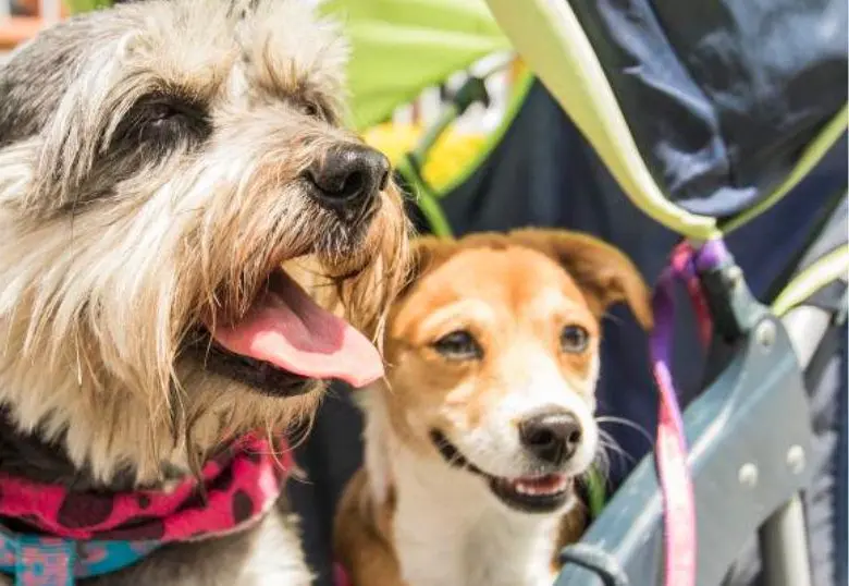 Para entender las emociones de los perros, esto dice la ciencia