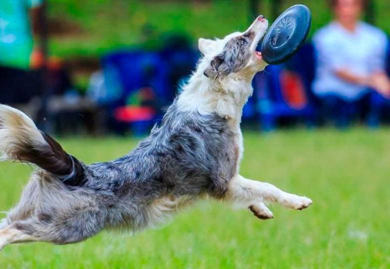 ¿Qué hacer si tu perro destruye los juguetes muy rápido?