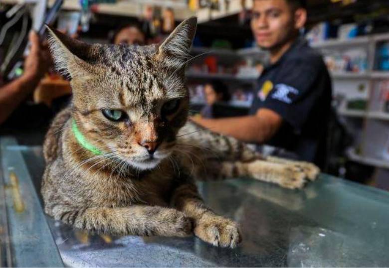 ¡Los gatos tienen más de 200 expresiones faciales! ¿Cómo es posible?