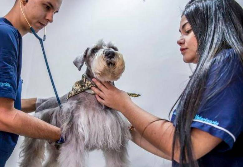 ¿A los perros les puede dar gastritis? ¡Atentos a esta condición!