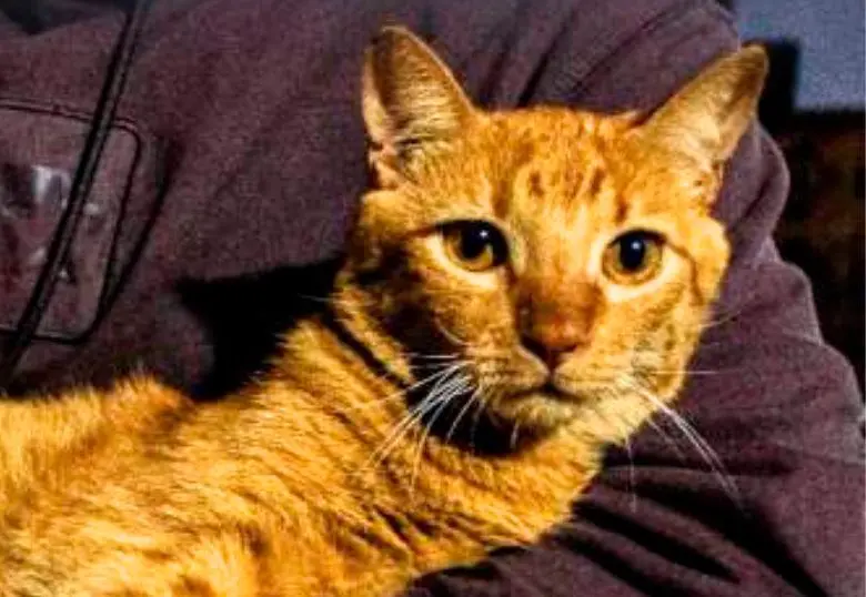 ¿Cómo te reconoce tu gato?