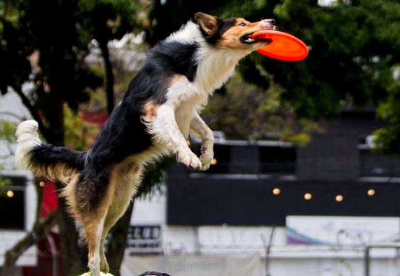 Perrolímpicos de Bélgica, los juegos olímpicos para perros