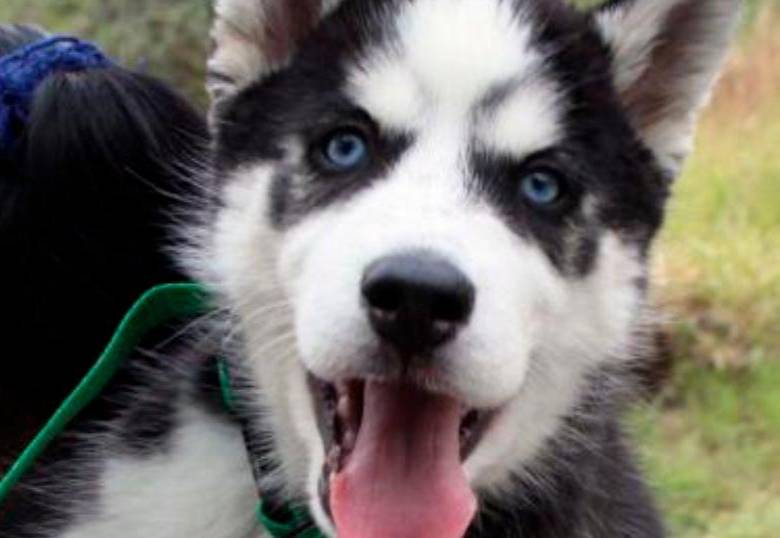 ¿Cuál es la raza de perro más territorial?