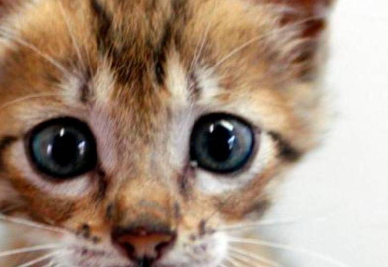 Los gatos levantan su maullido: “Escuchamos, pero no juzgamos”