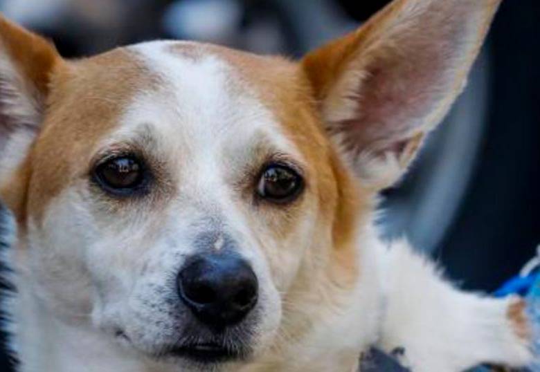 Cosas que molestan a los perros para que lo tengas en cuenta