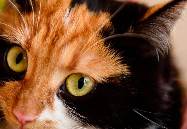 Gatos sin cola en Japón: ¿por qué son considerados símbolos de buena suerte?
