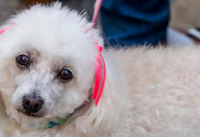 ¿Qué son los ojos de cachorro en los perros?