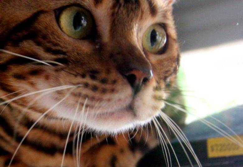 ¿Los perros y gatos son chismosos? Esto observan cuando te escuchan tus conversaciones