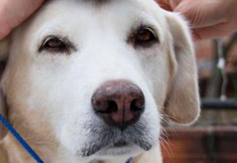 ¿Qué hacer si tu perro se asusta? Acariciarlo no es la mejor idea