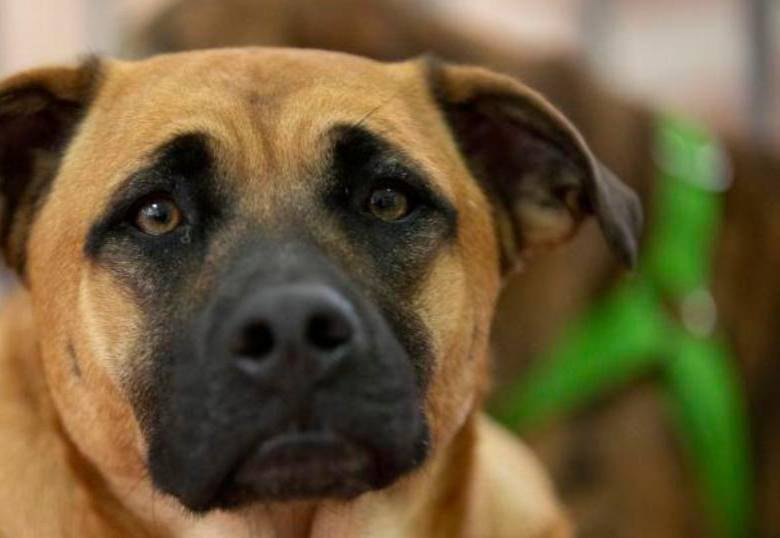 Nos han tenido engañados: ¡los perros no ven en blanco y negro!