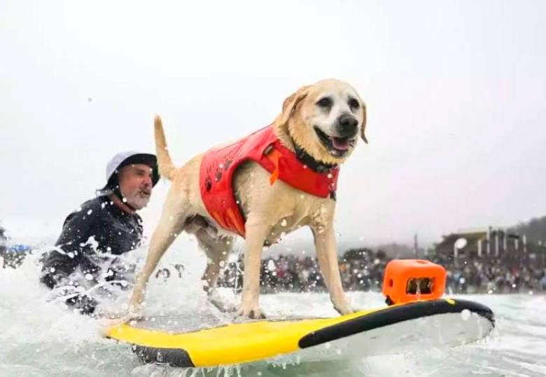 Olas, patas y tablas: así son los perros surfistas