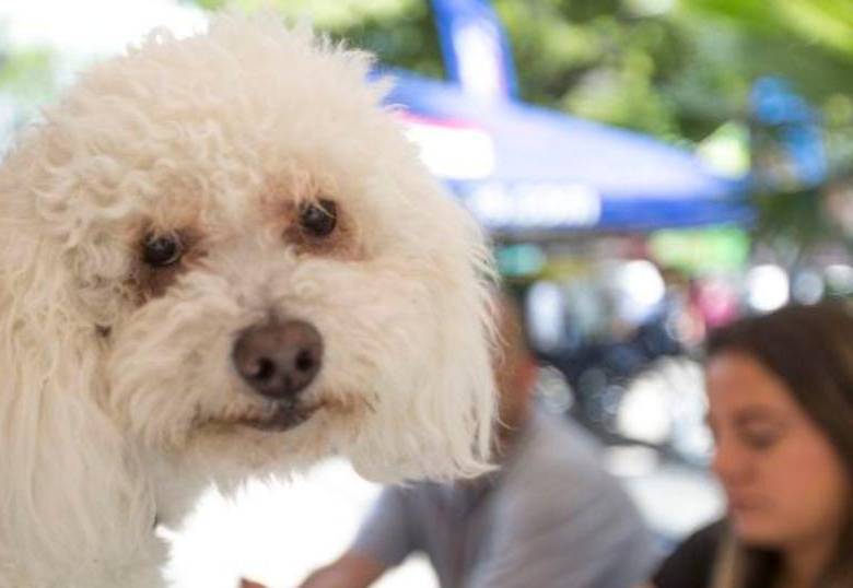 ¿Qué hago si mi perro ya no me hace caso?