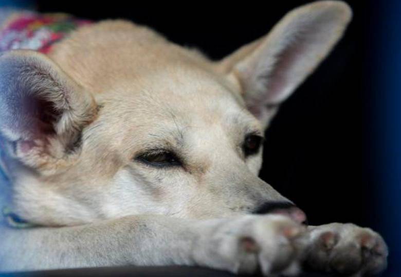 Los perros turistas tendrán que pagar para entrar a esta ciudad