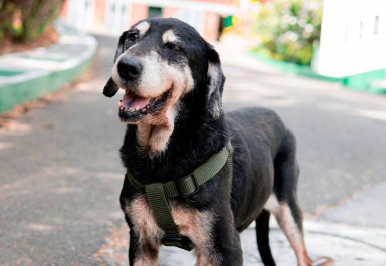 Cómo reconocer y tratar la ansiedad en los perros