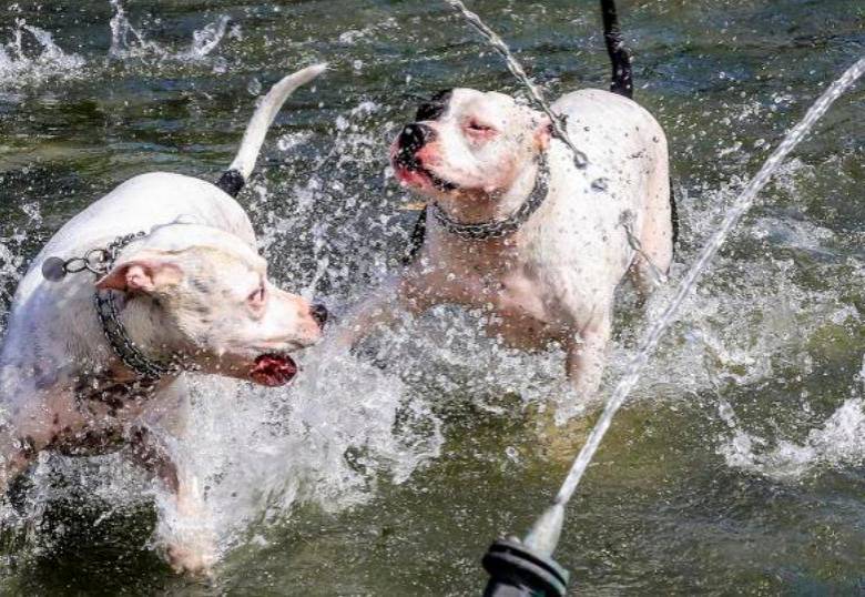 ¿Por qué se sacuden los perros? Acá te lo explicamos