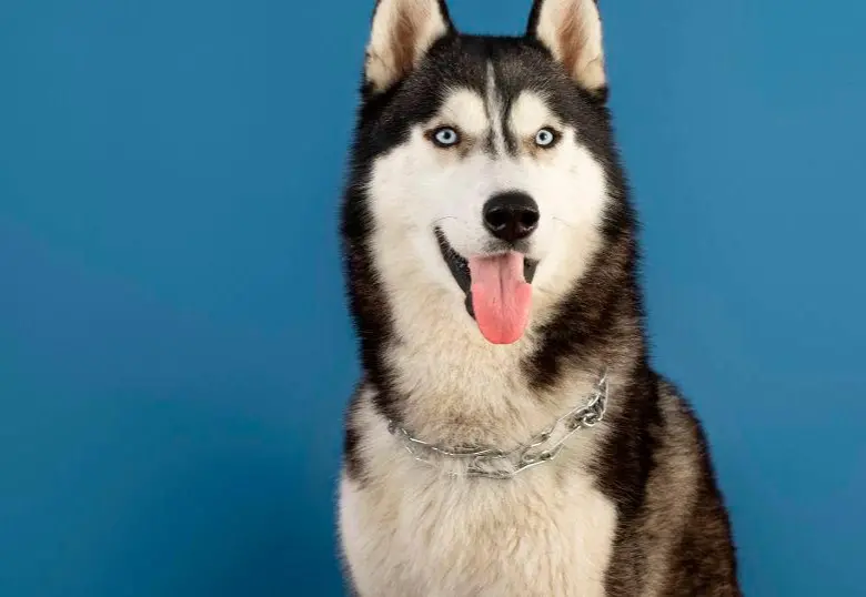 Conoce los dramáticos perros husky siberianos 