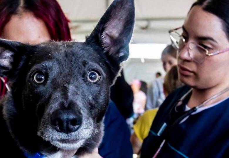 ¿Cómo saber si estoy listo para adoptar una mascota?