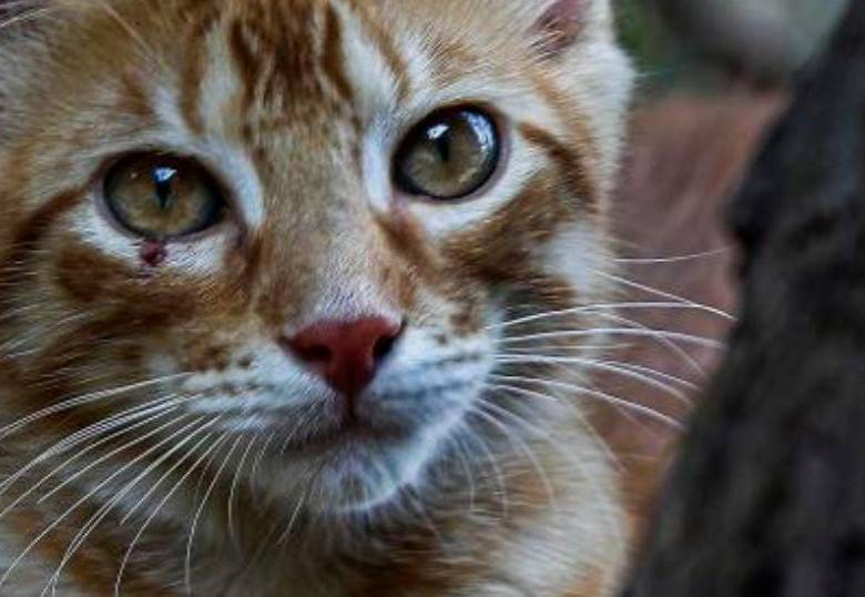 ¿Para qué sirven los bigotes de los gatos?