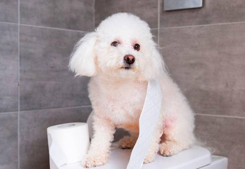 ¿Por qué mi perro me acompaña al baño? Descubre las razones