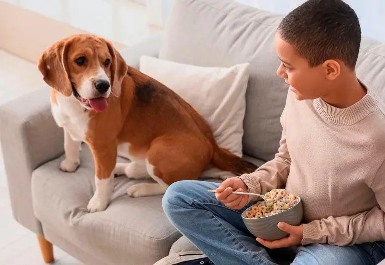¿Qué tan sano es que los perros coman mis sobras?