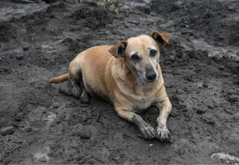 ¿Cómo ayudar a los animales sin hogar afectados por las lluvias en Medellín?
