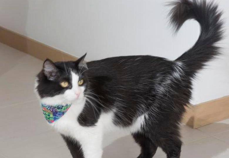 ¿Por qué a los gatos les tiembla la cola?