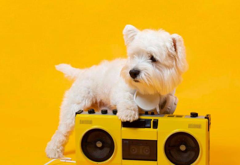Beneficios de la musicoterapia para perros