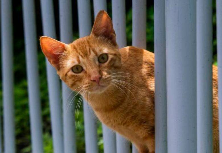 ¿De dónde vienen los gatos?