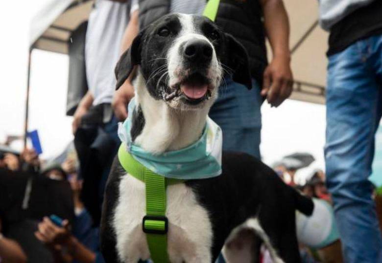 ¡Los perros pueden ser bondadosos desinteresadamente!