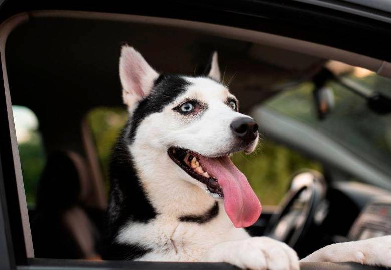 Razones por las que los perros jadean cuando están en el carro