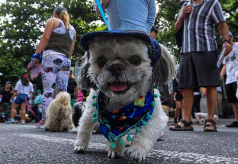 Así puedes mejorar los malos comportamientos de tu perro