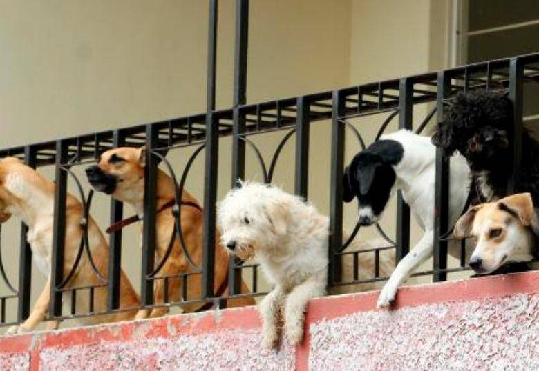 Perros rescatados tienen diferentes habilidades cognitivas, concluyó estudio